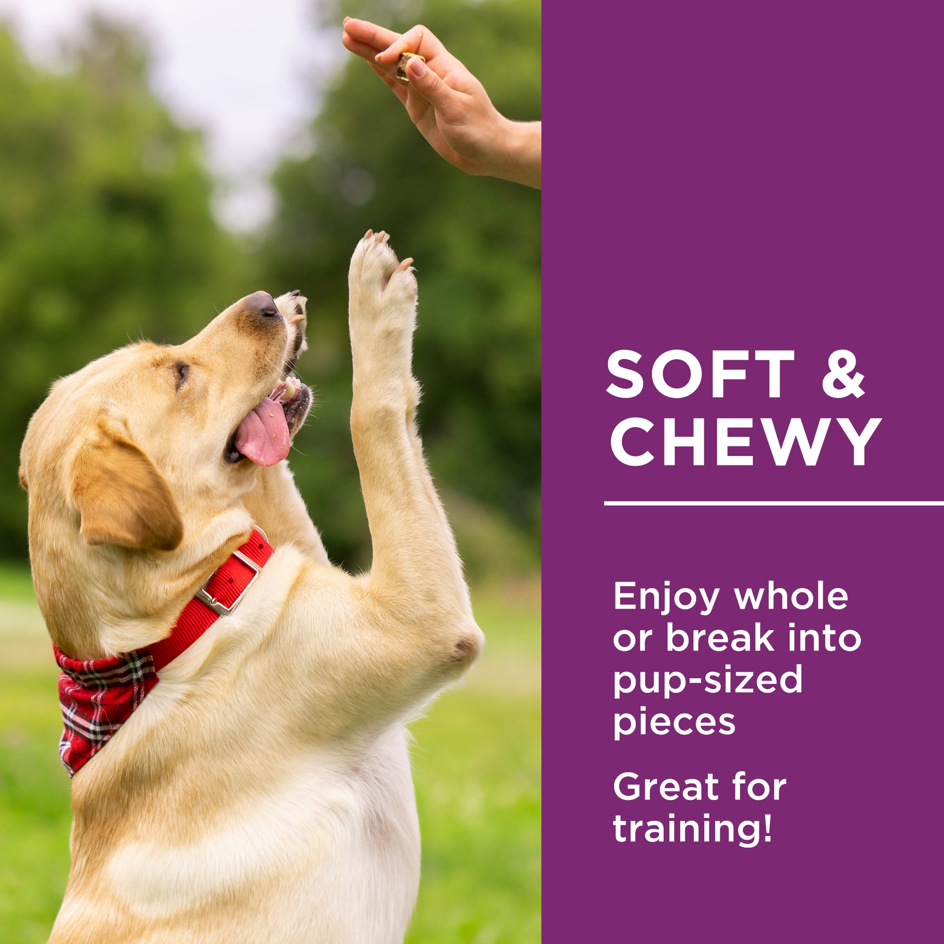 Golden Retriever Best Snacks For Puppies Pet Friendly Best Treats